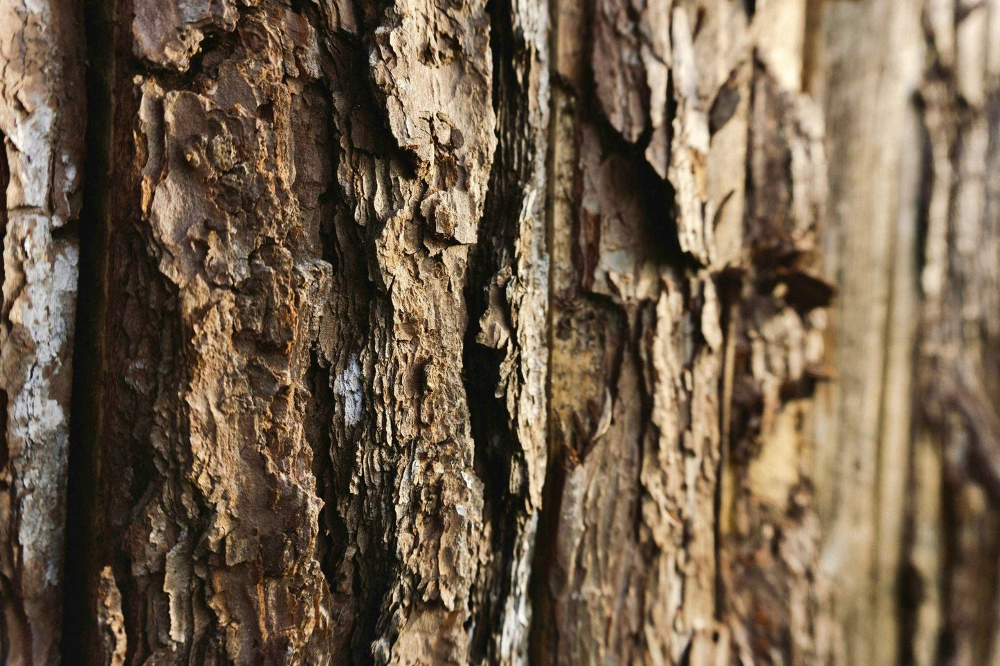 Brazilian Rosewood Room Spray