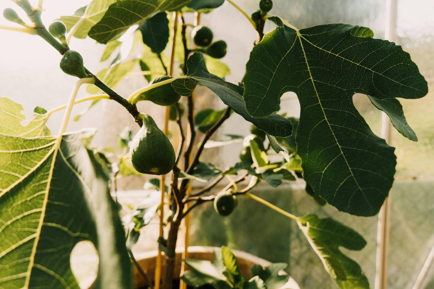 Fig Tree Room Spray