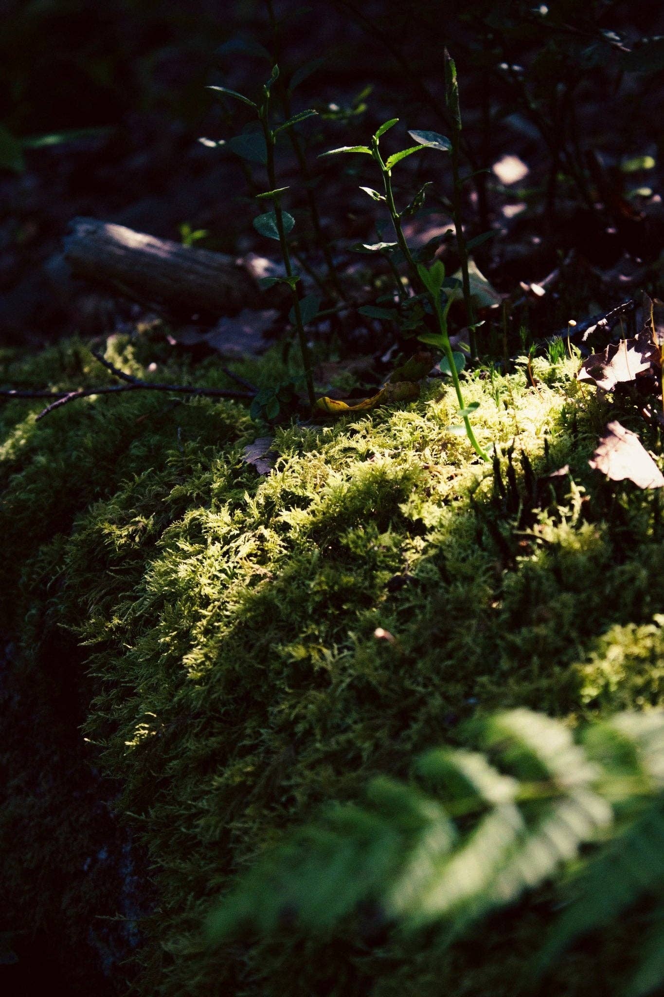 Oakmoss Room Spray