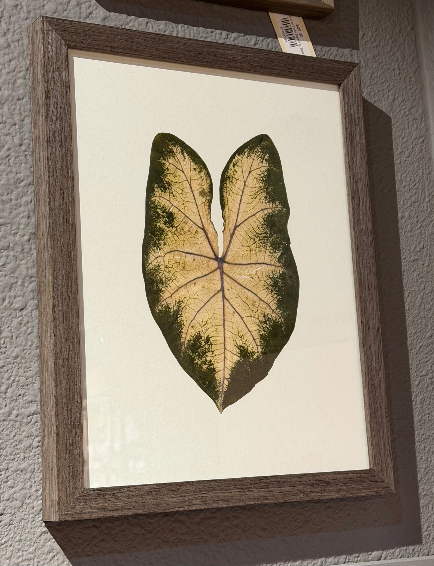 Framed Pressed Leaf- Large