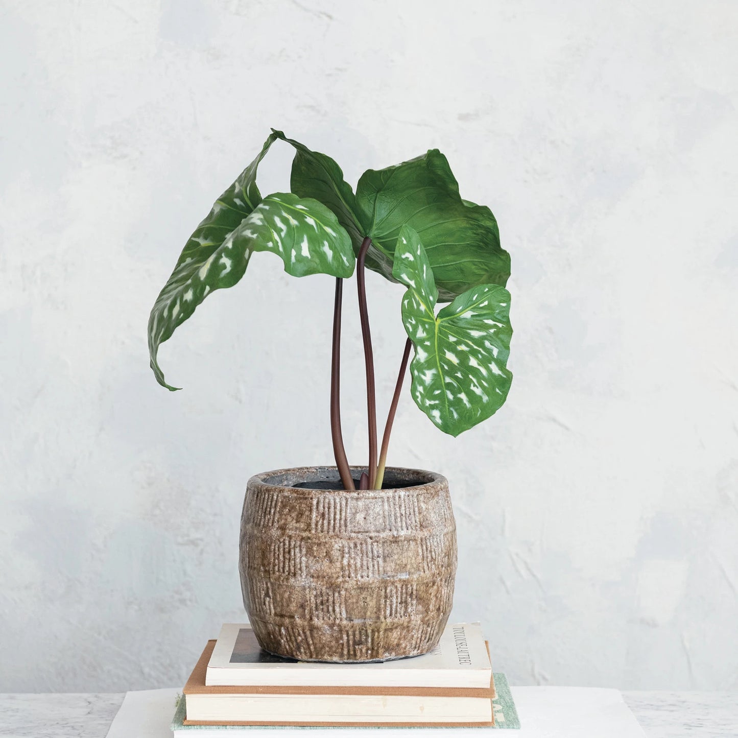 Terra Cotta Pot with Plant