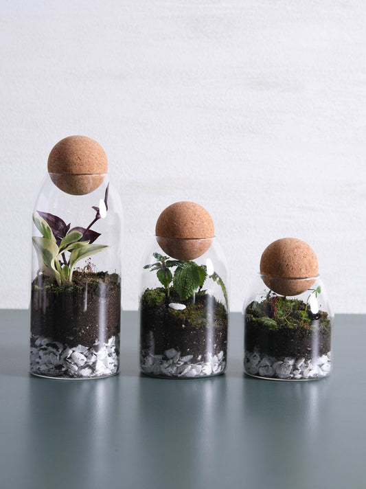 Glass Canisters Round Cork Top with Two Marimo balls