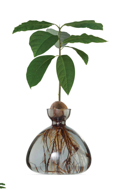 Avocado Vase