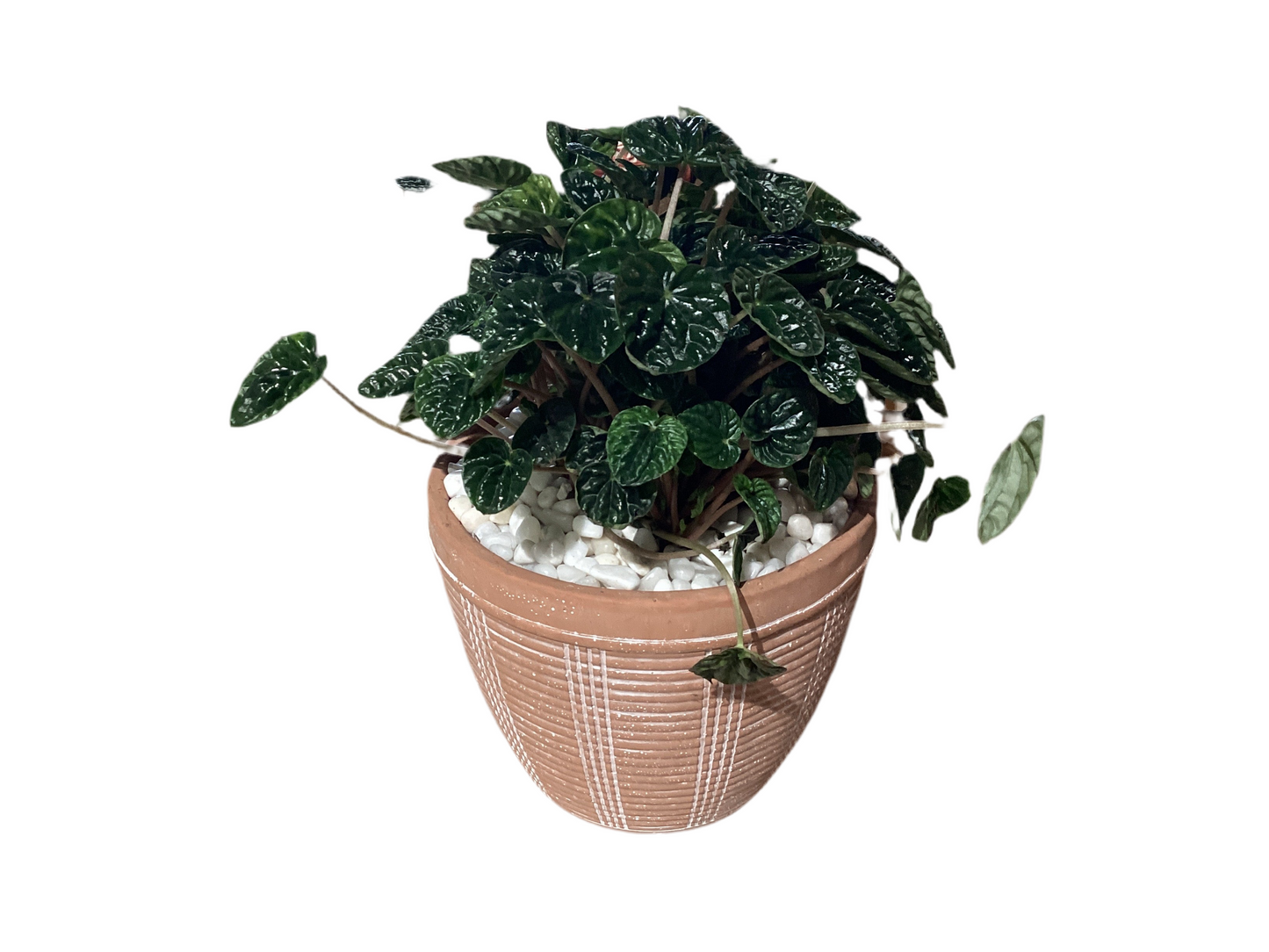 Potted Calypso Cachepot, Cement - Lrg