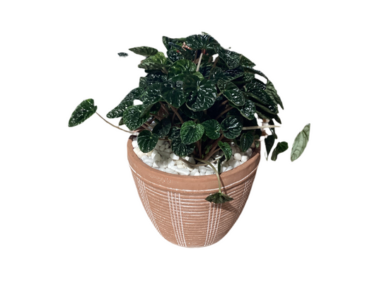Potted Calypso Cachepot, Cement - Lrg