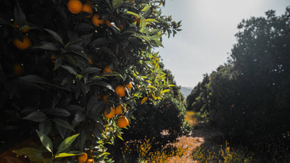16oz San Diego Citrus Honey