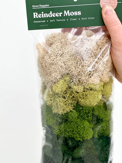 Preserved Reindeer Moss - 90g Bag