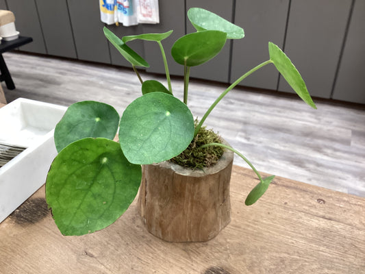 Wood Potted Plant