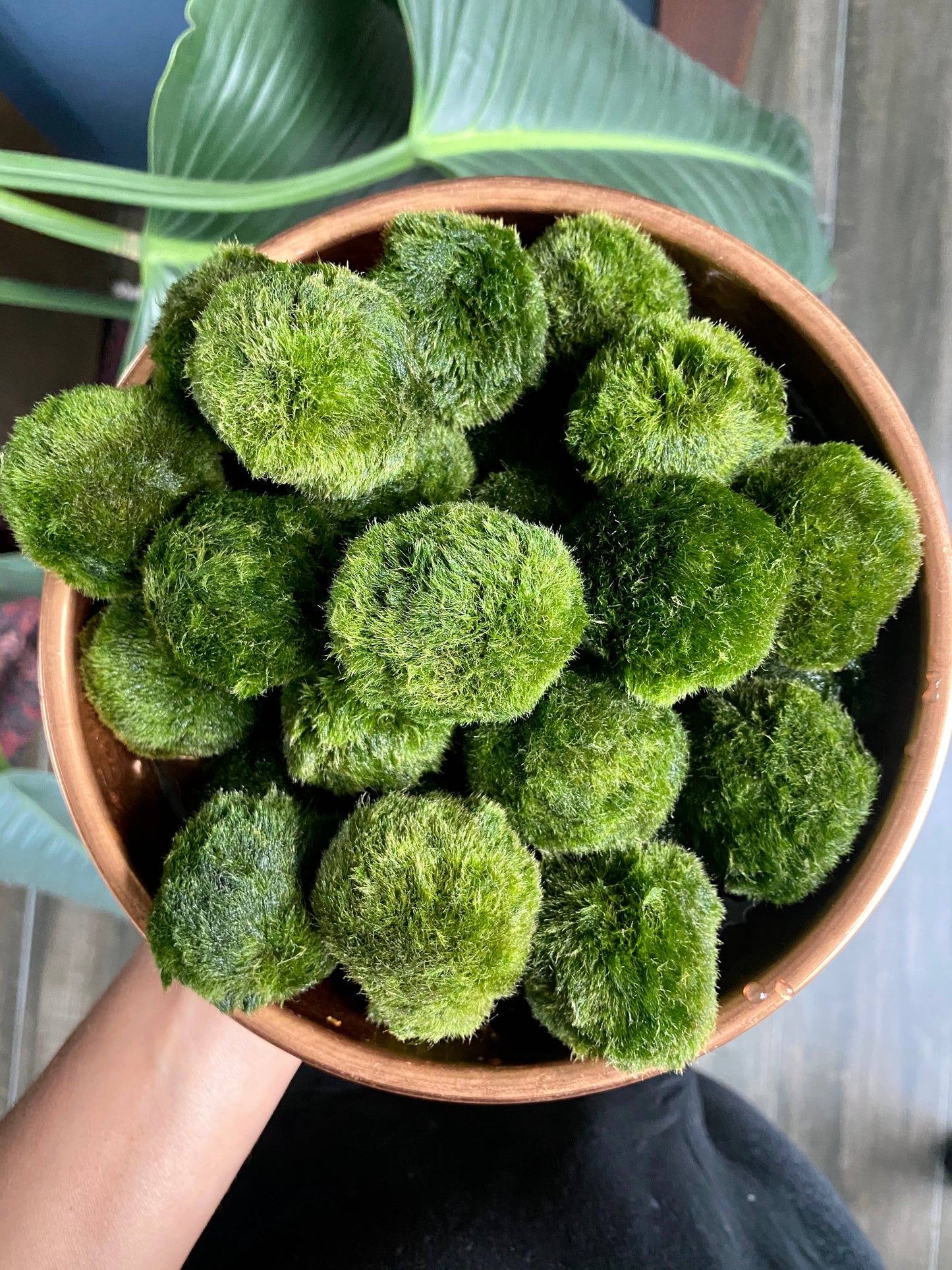 Marimo Salt (4oz)