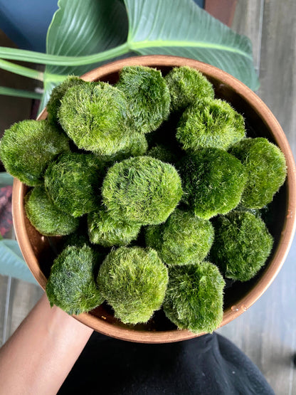 Marimo Salt (4oz)