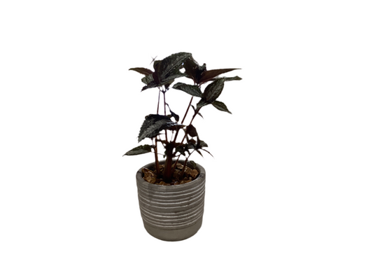 Sorrel Cachepot Potted Plant