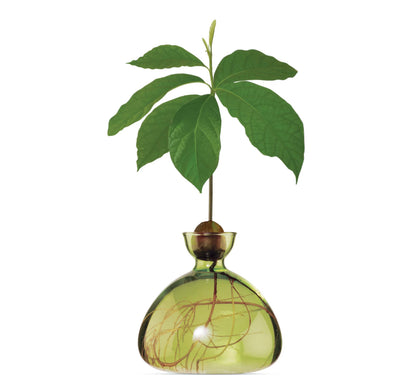Avocado Vase