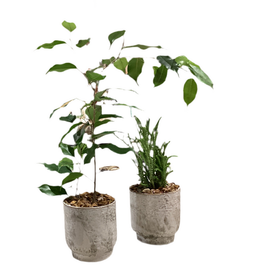 Potted 4" Pot Planter