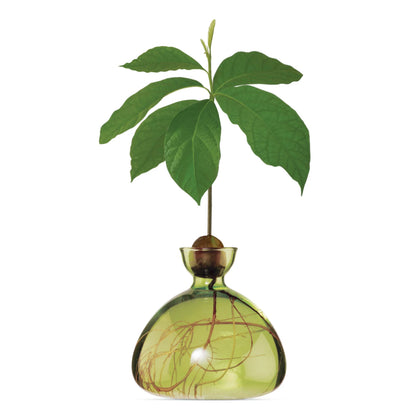 Avocado Vase