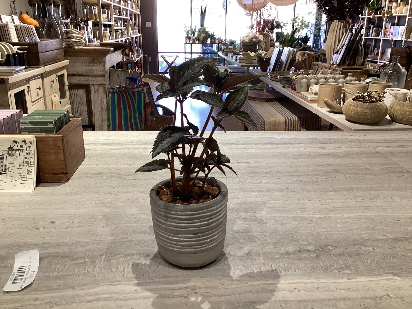 Sorrel Cachepot Potted Plant