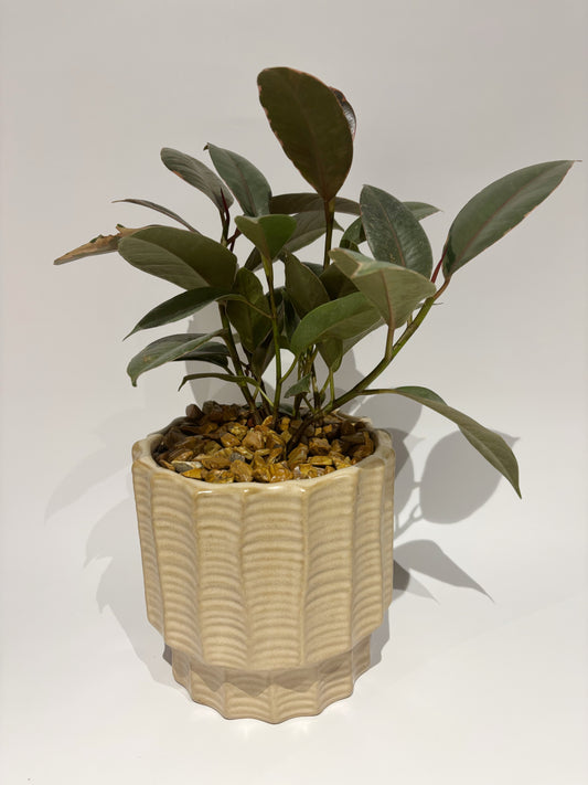 Belize Pot with plant