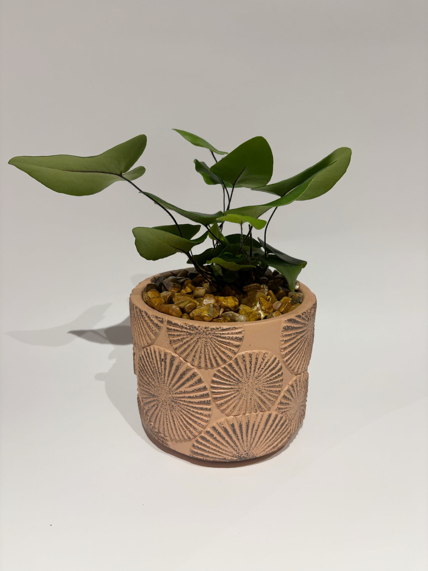 Potted Plant in Sundance Pot
