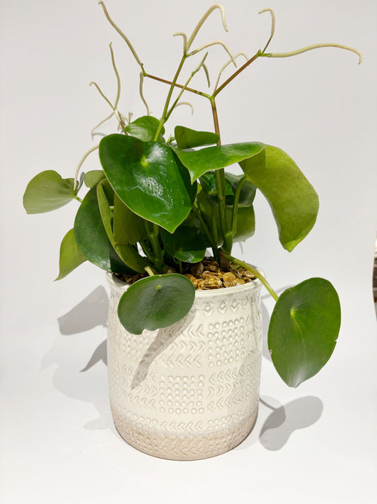 Corkscrew Rush Potted Plant