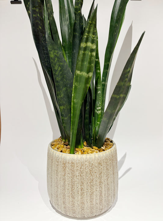 Dimitri Potted Snake Plant