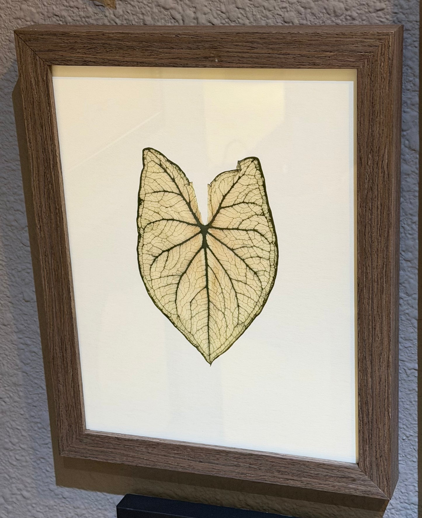 Framed Pressed Leaf- Small