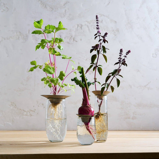 Floral Propogate Assorted