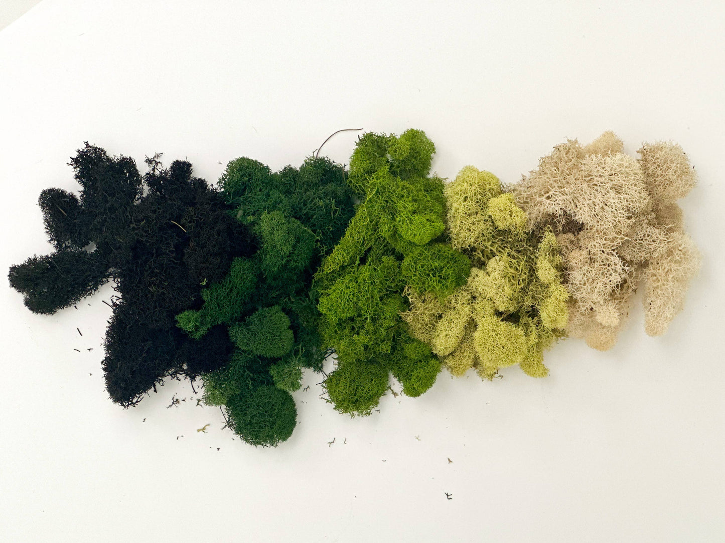 Preserved Reindeer Moss - 90g Bag