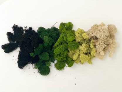 Preserved Reindeer Moss - 90g Bag