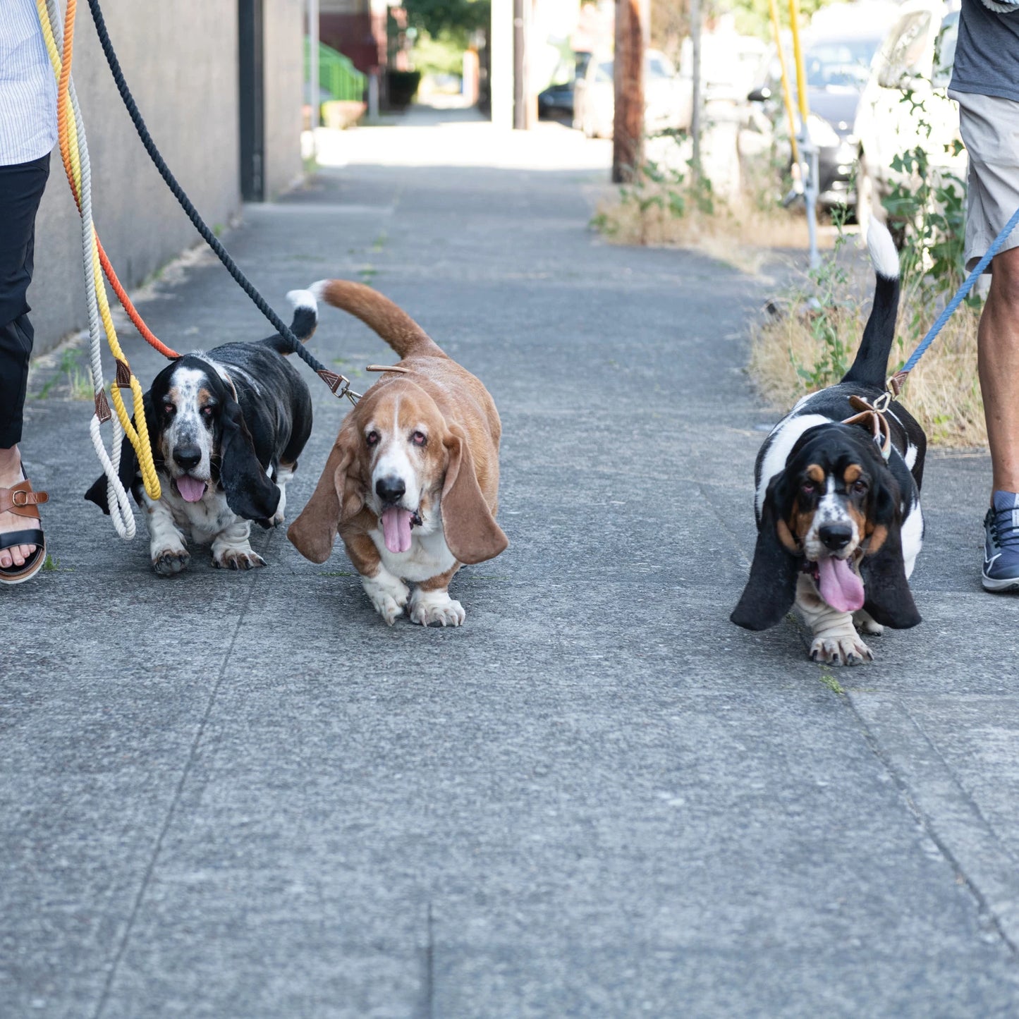 Rope and Leather Dog Leash