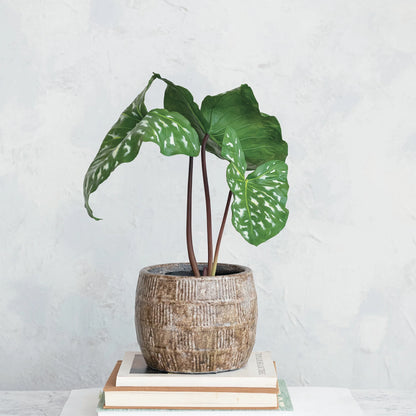 Terra Cotta Pot with Plant